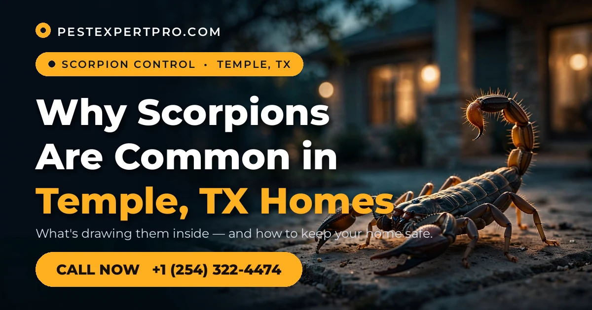 Why scorpions are common in Temple, TX homes — scorpion on a stone porch at dusk